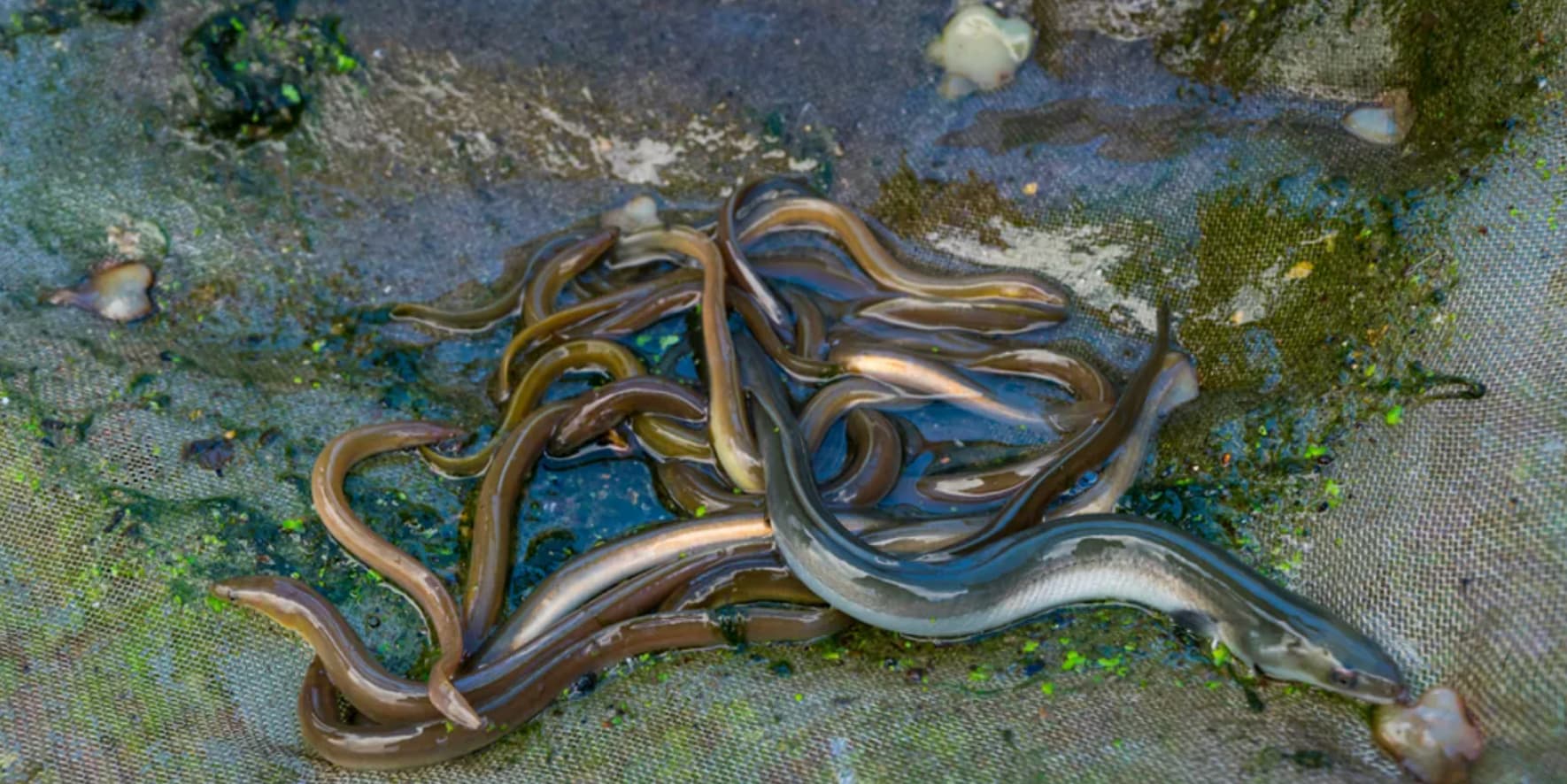 No one — including scholars like Aristotle and Freud — have been able to figure out how eels breed. 